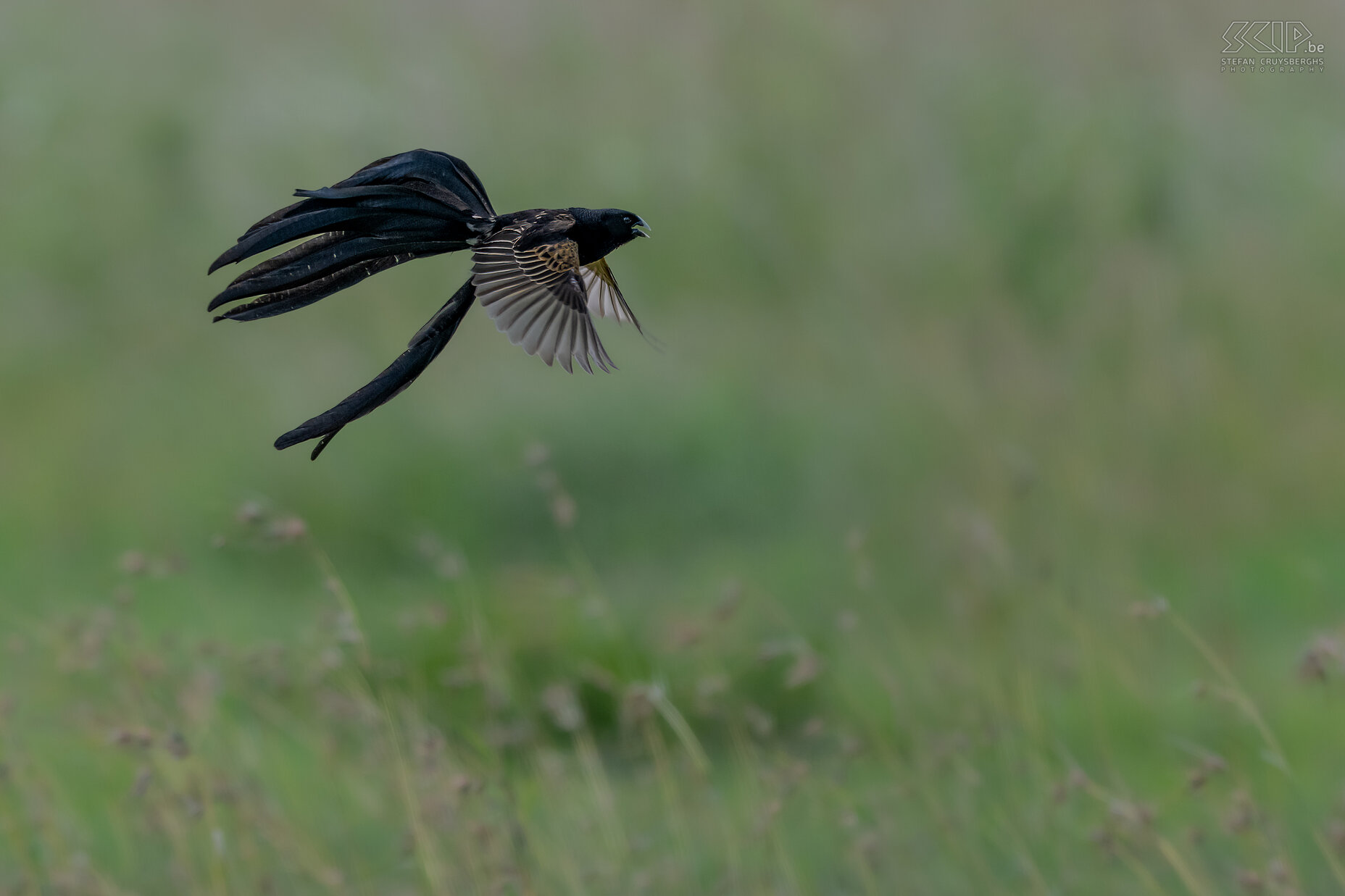 Solio - Lierstaartwidavink Op onze wandelsafari in Solio konden we heel veel Lierstaartwidavinken (Jackson's widowbird, Euplectes jacksoni) spotten en hun wonderlijke gedrag observeren. Tijdens de paartijd krijgen mannetjes een hel lange en brede staart. Ze leven in graslanden en de mannetjes geven een vreemde vertoning waarbij ze recht de lucht in springen om de vrouwtjes te lokken. Stefan Cruysberghs